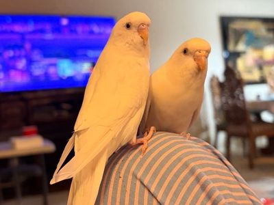 Two parakeets