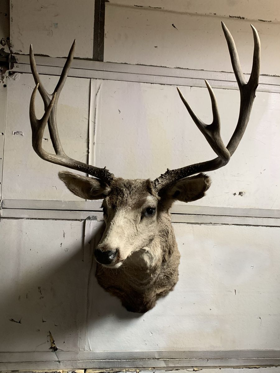 White Tail Deer Shoulder Mount 8 point Rack Buck Taxidermy Man Cave Utah Hunt