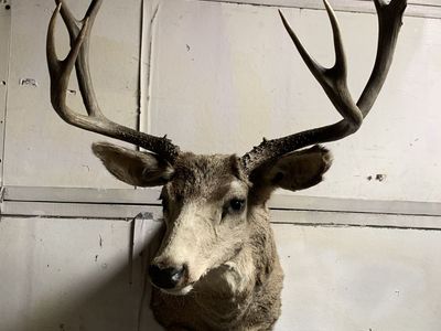 White Tail Deer Shoulder Mount 8 point Rack Buck Taxidermy Man Cave Utah Hunt