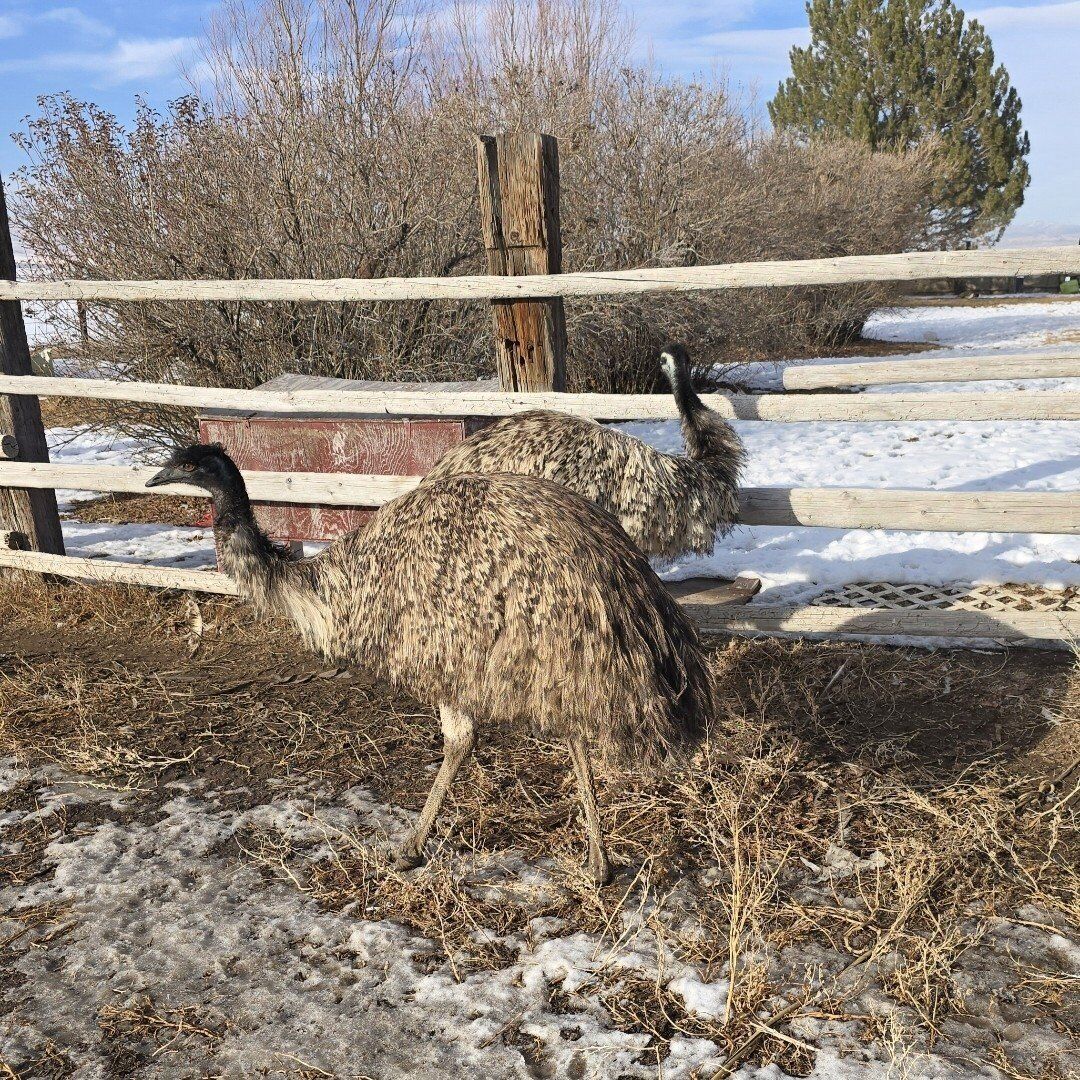 Standard Emu breeding pair