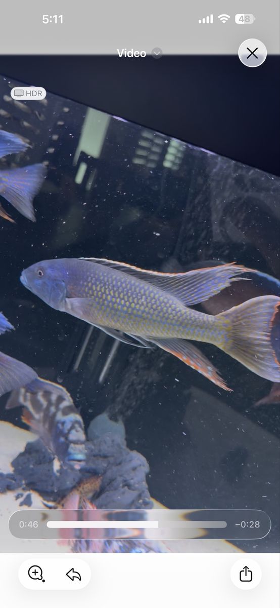 Entire stock of African cichlid show tank