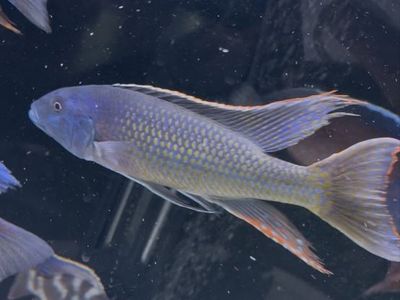 Entire stock of African cichlid show tank