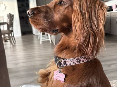 Irish Setter Puppies Due 03/10 - Taking Deposits