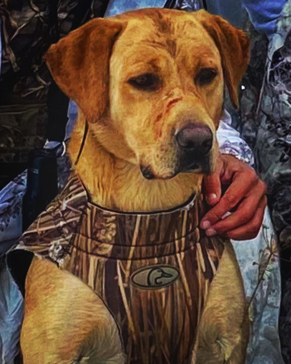 Adorable Fox Red Labrador Retriever Puppy for Sale