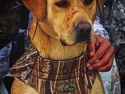 Adorable Fox Red Labrador Retriever Puppy for Sale