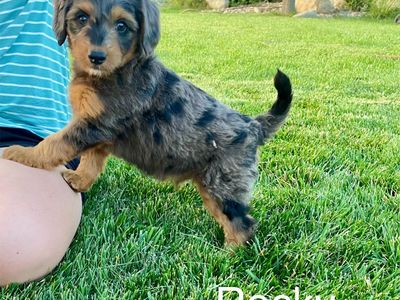 Australian Mountain Doodles, Bernedoodle, Aussiedoodle