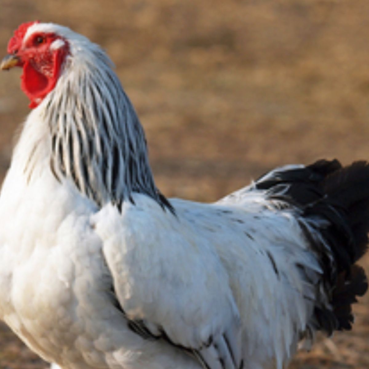 Looking For brahama Chickens