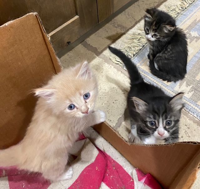 Mom cat and 3 kittens
