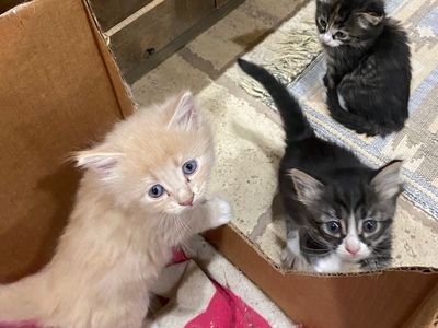 Mom cat and 3 kittens