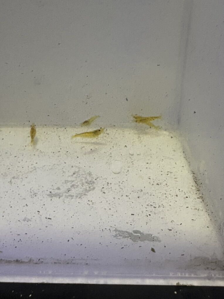 Yellow Cherry Shrimp (neocaridina)