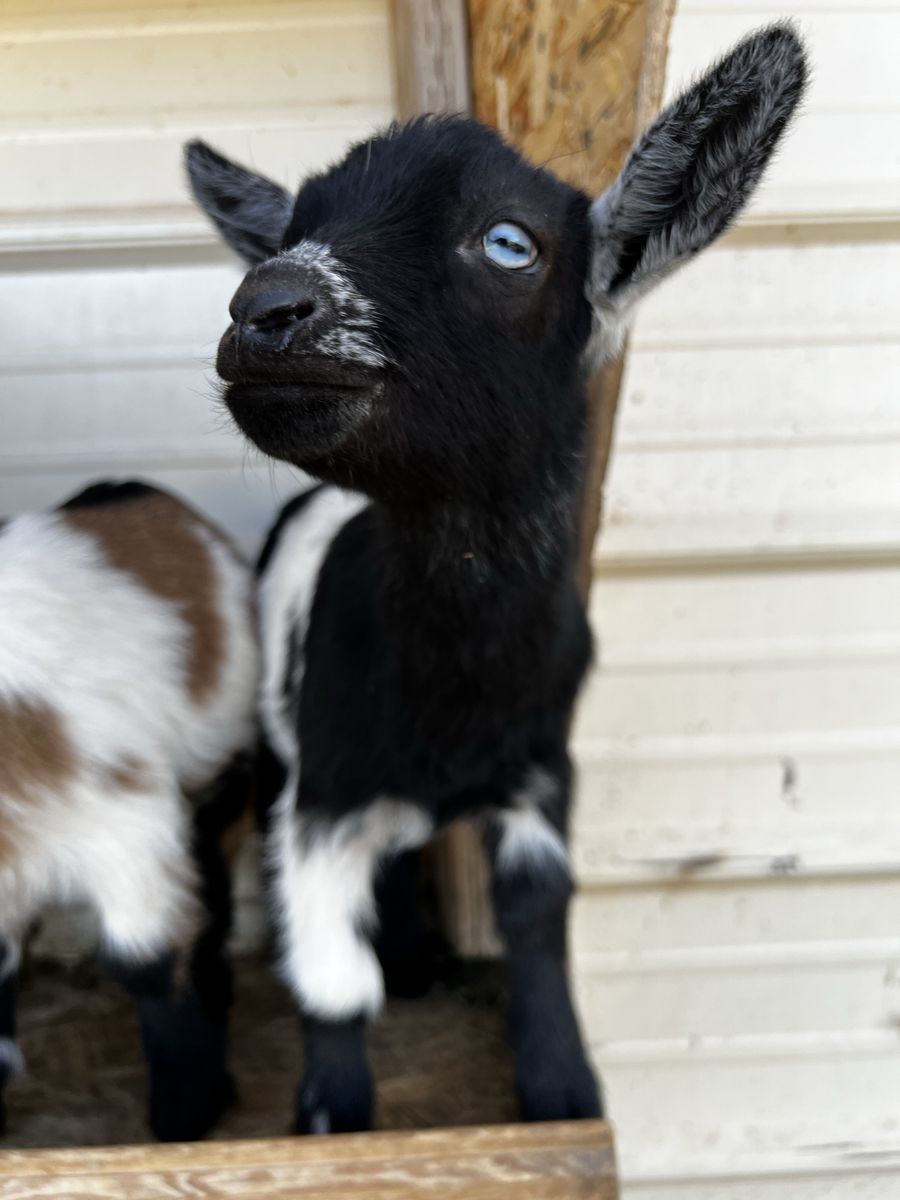 Nigerian Dwarf Wether