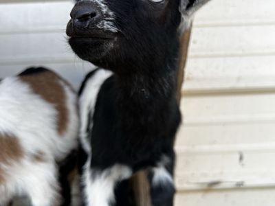 Nigerian Dwarf Wether