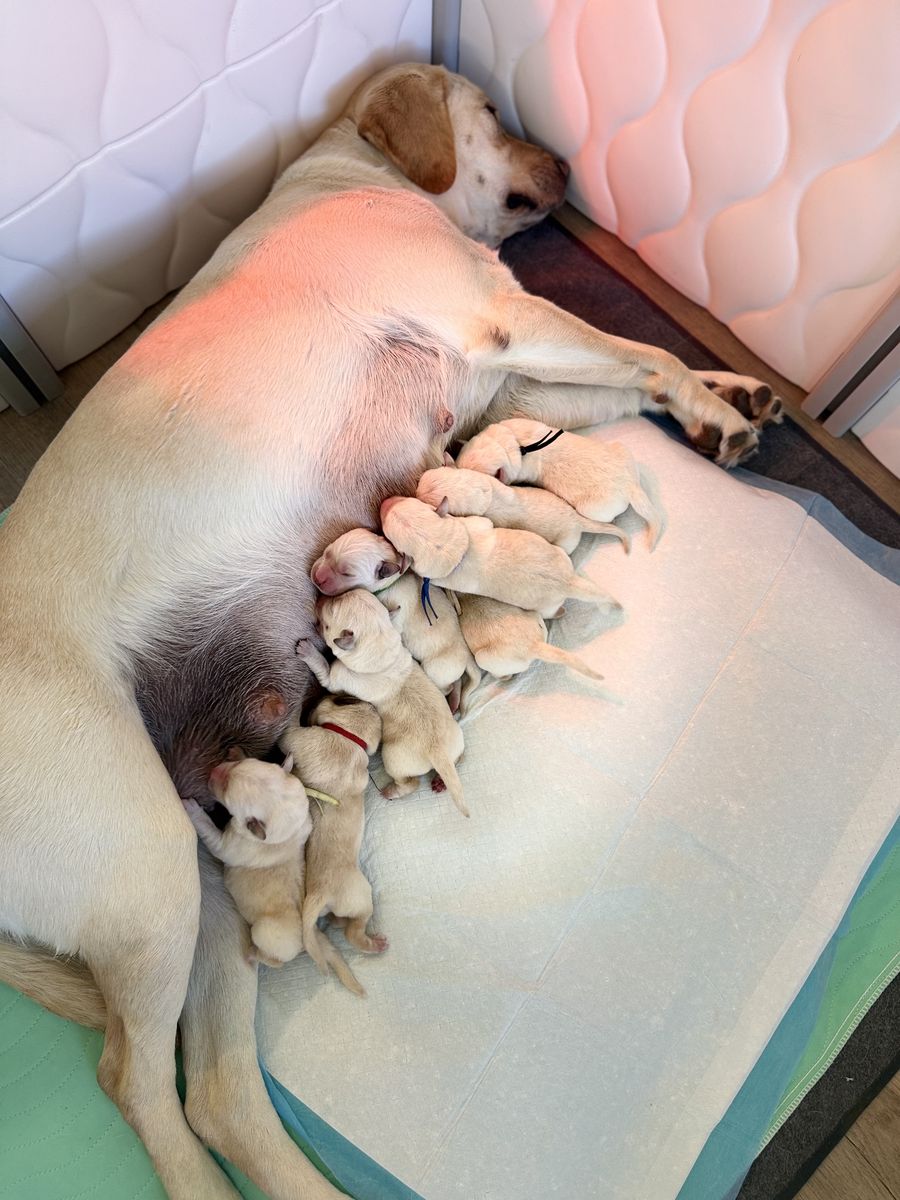 AKC Registered Yellow Lab Puppies