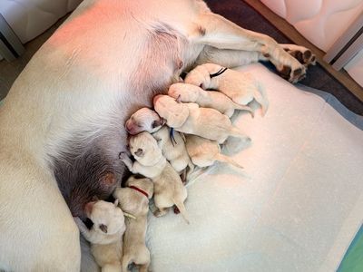 AKC Registered Yellow Lab Puppies