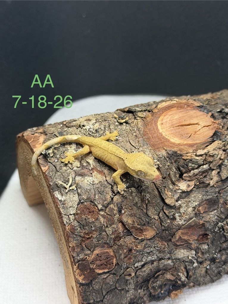 Main image 11