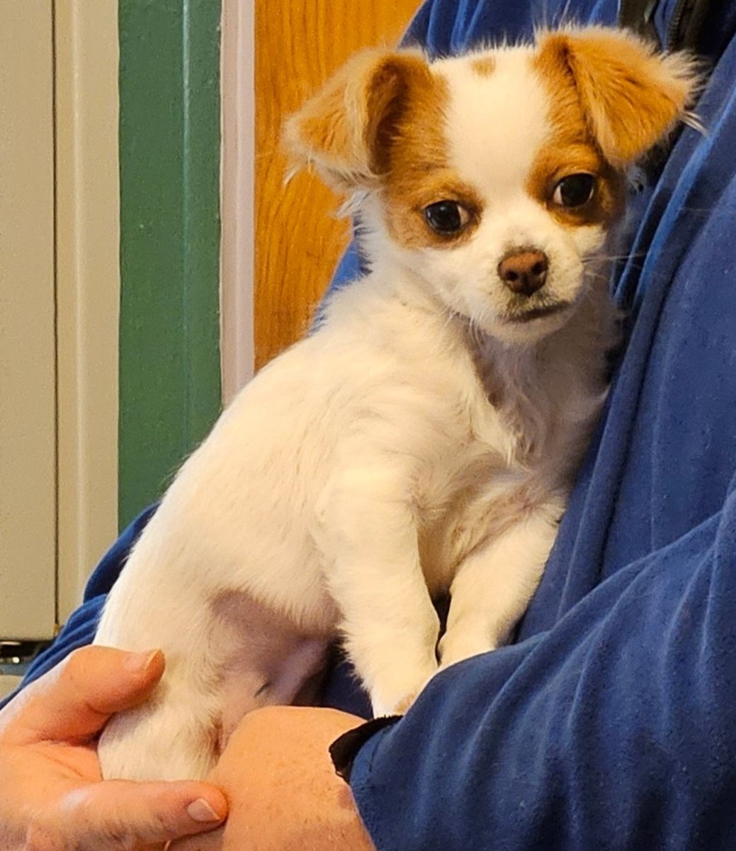 Mona, 3 month old papillon chihuahua mix