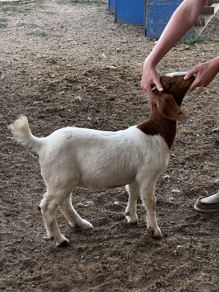 Healthy Boer Goat Kid - White and Brown Dairy Livestock
