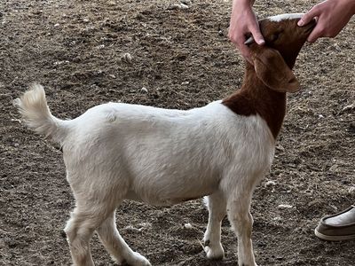 Healthy Boer Goat Kid - White and Brown Dairy Livestock