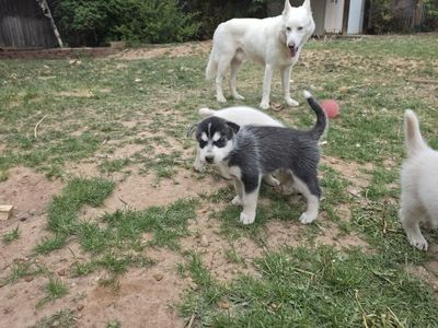 Siberian Husky Wolf-Hybrid Puppies