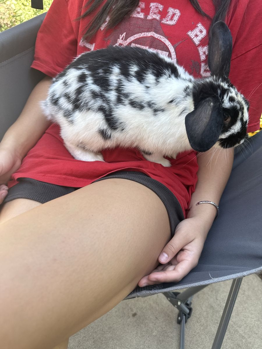Cute little bunny