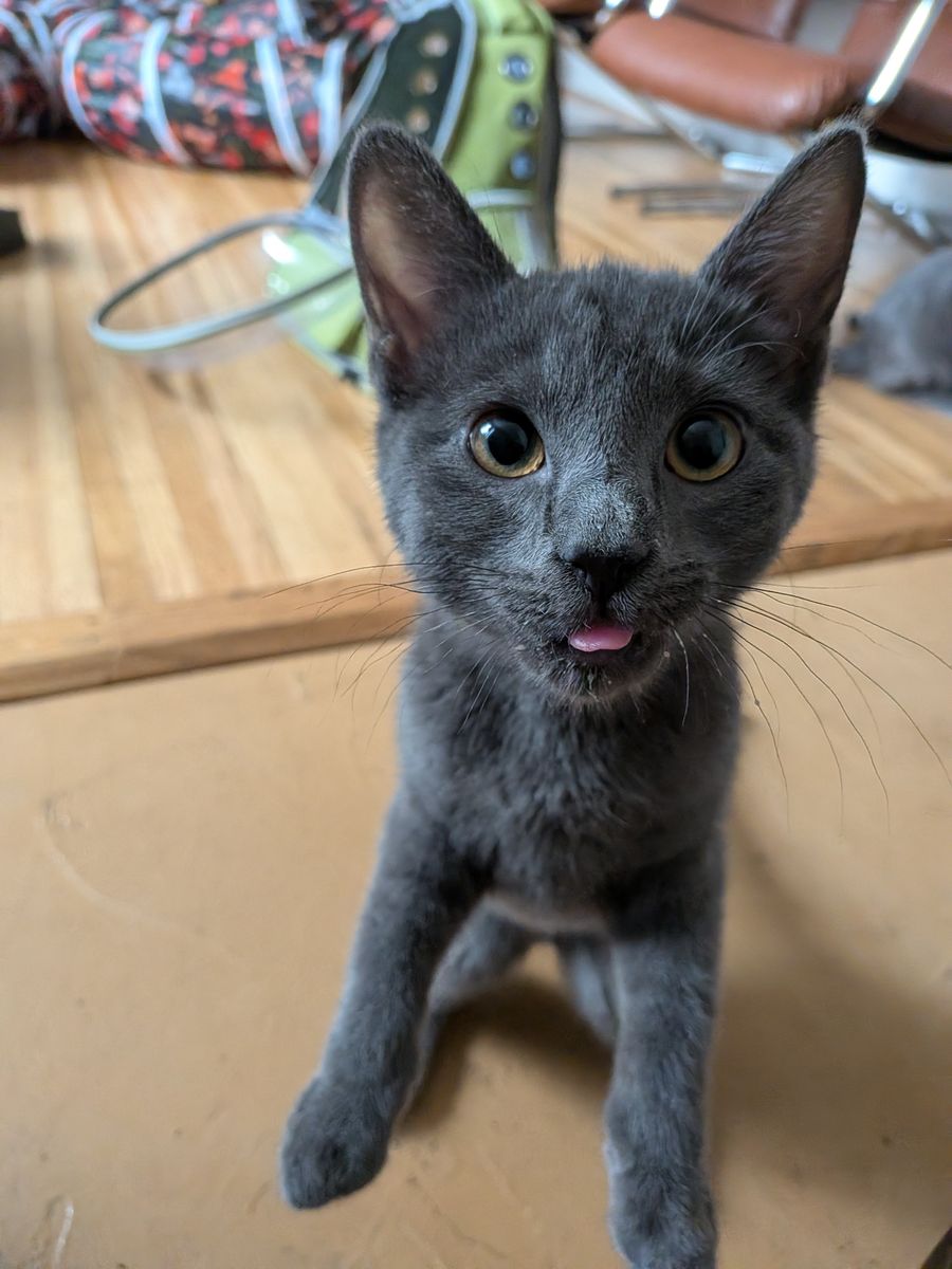 *MISSING* 4 month old Russian blue kitten