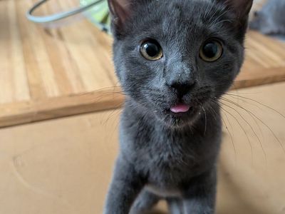 *MISSING* 4 month old Russian blue kitten