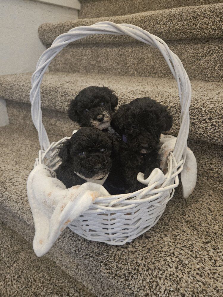 AKC Toy Poodle Puppies Health tested
