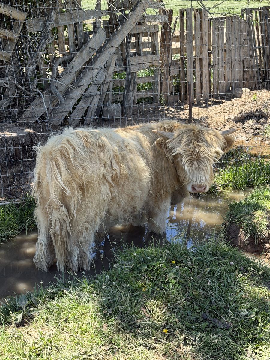 Highland Bull