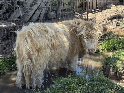 Highland Bull