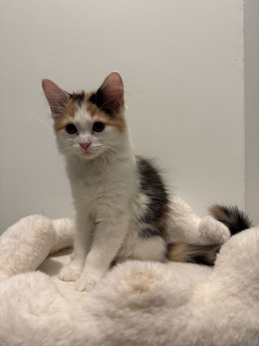 Maine Coon Mixed Kitten