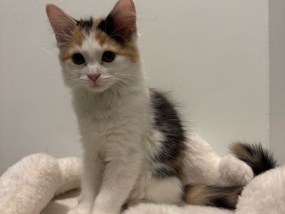 Maine Coon Mixed Kitten