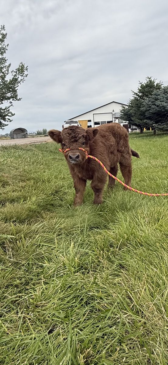 Mini Scottish Highland heifer calf