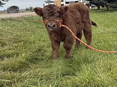 Mini Scottish Highland heifer calf
