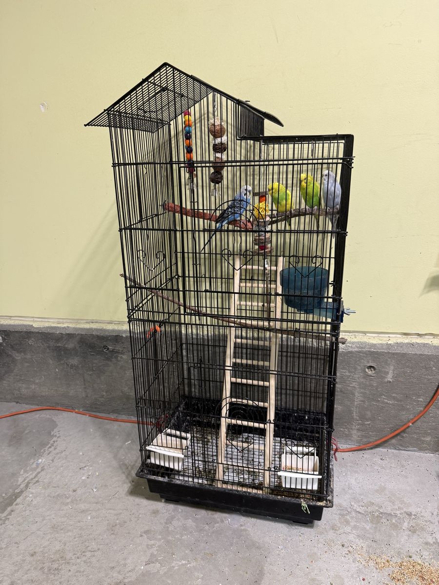 Parakeets and cages for sale