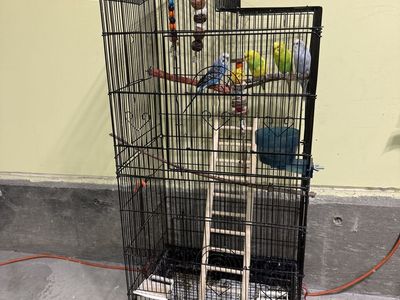 Parakeets and cages for sale