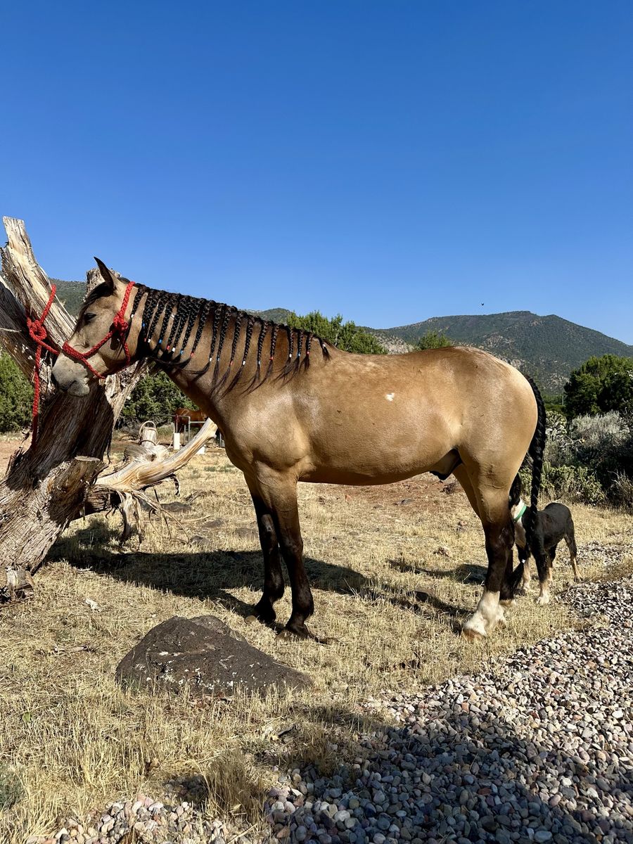 Mustang Gelding