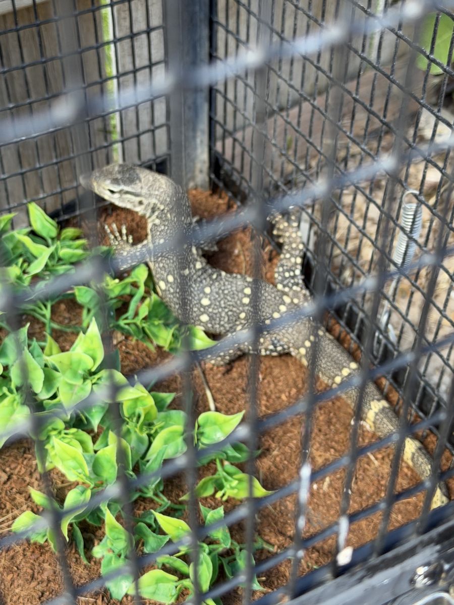 Nile Monitor w/ Cage
