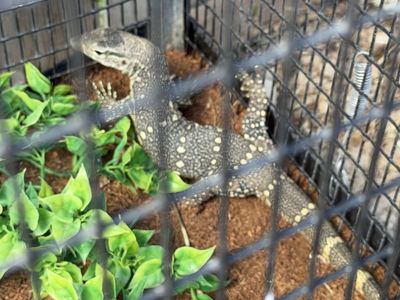 Nile Monitor w/ Cage
