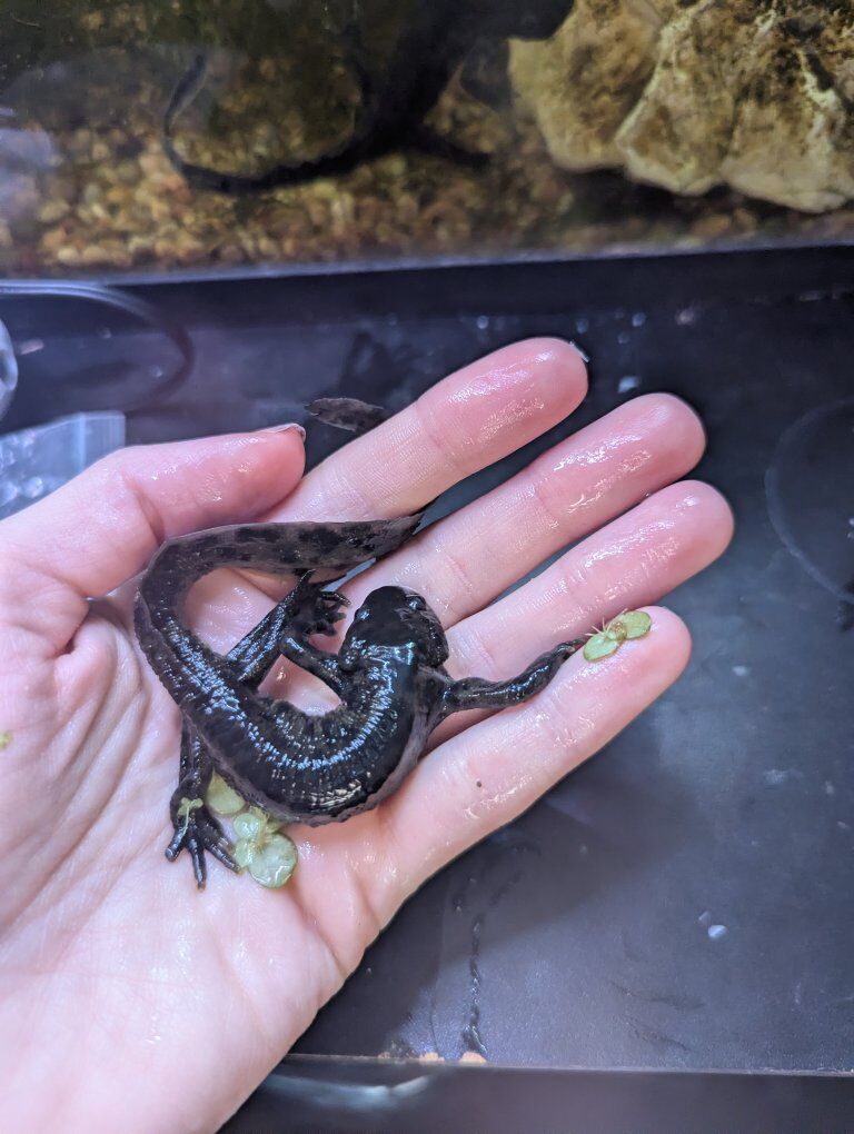 Male Spanish Ribbed Newts