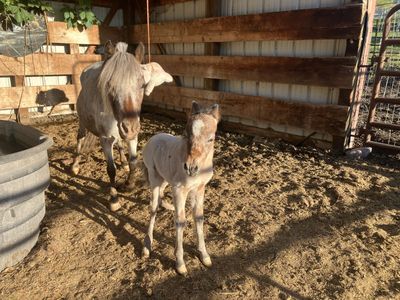 Registered male appaloosa Miniature/mini Foal