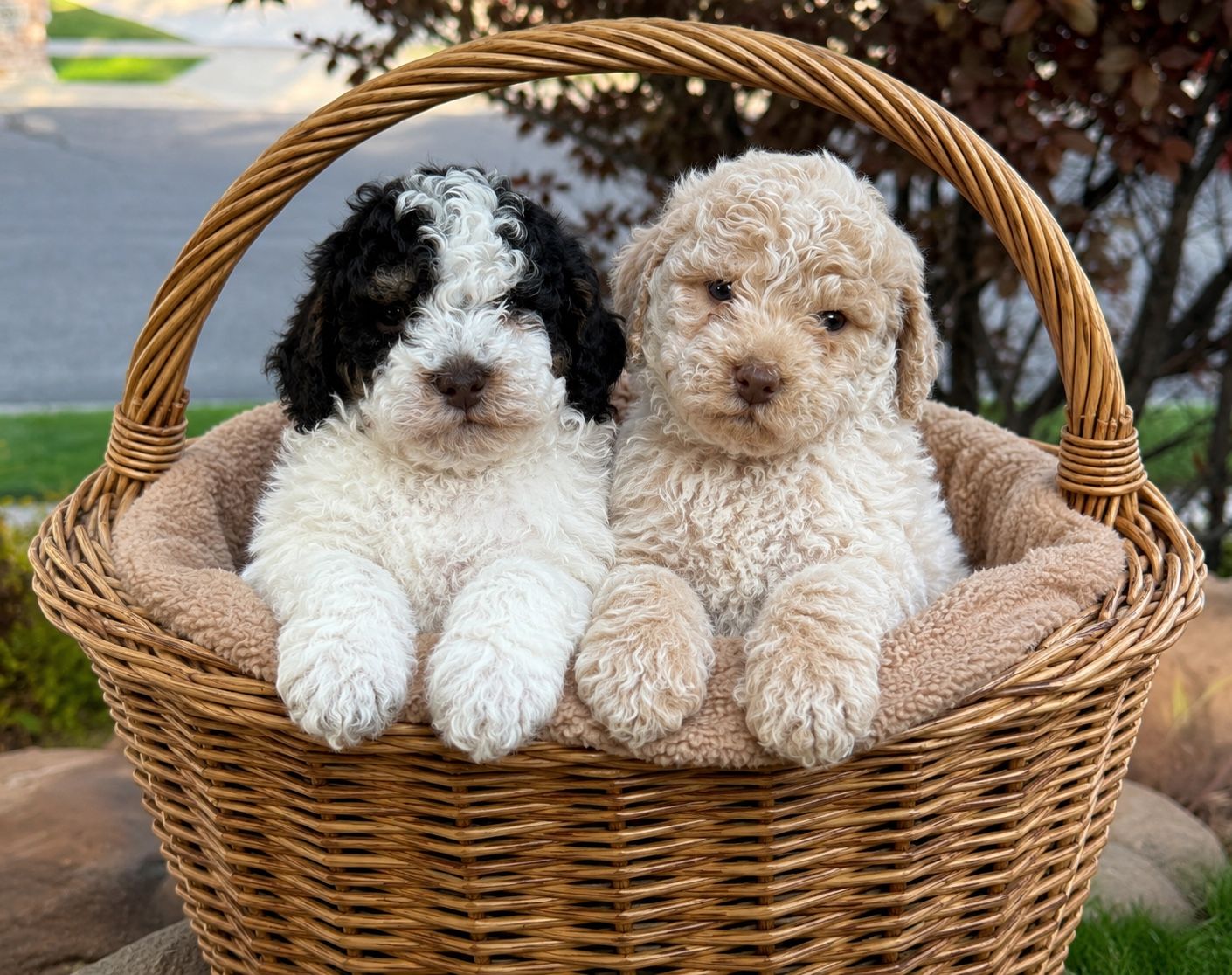 Unique Micro Mini Cavapoo Puppies