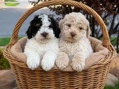 Unique Micro Mini Cavapoo Puppies