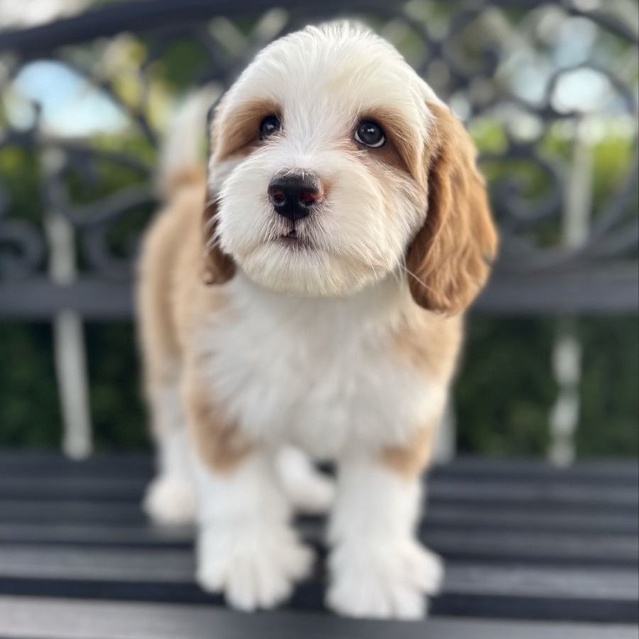 Mini Bernedoodles