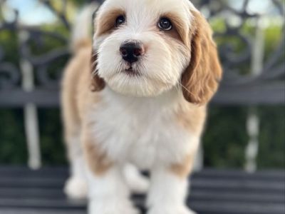 Mini Bernedoodles