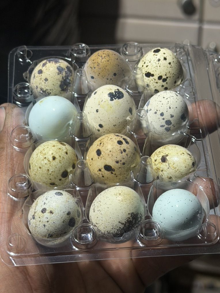 Quail Eggs