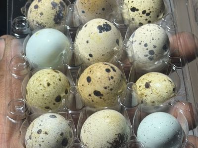 Quail Eggs