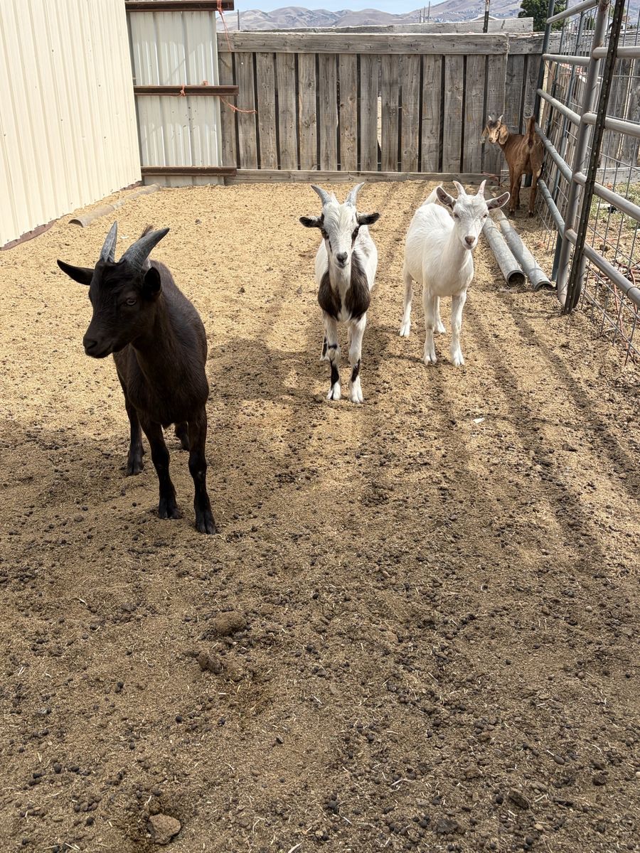 8 month old Nigerian dwarfs