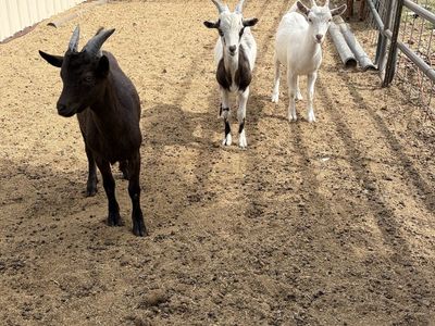 8 month old Nigerian dwarfs