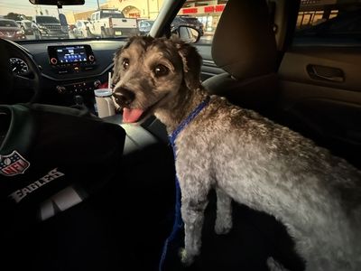 Cocker spaniel poodle mix
