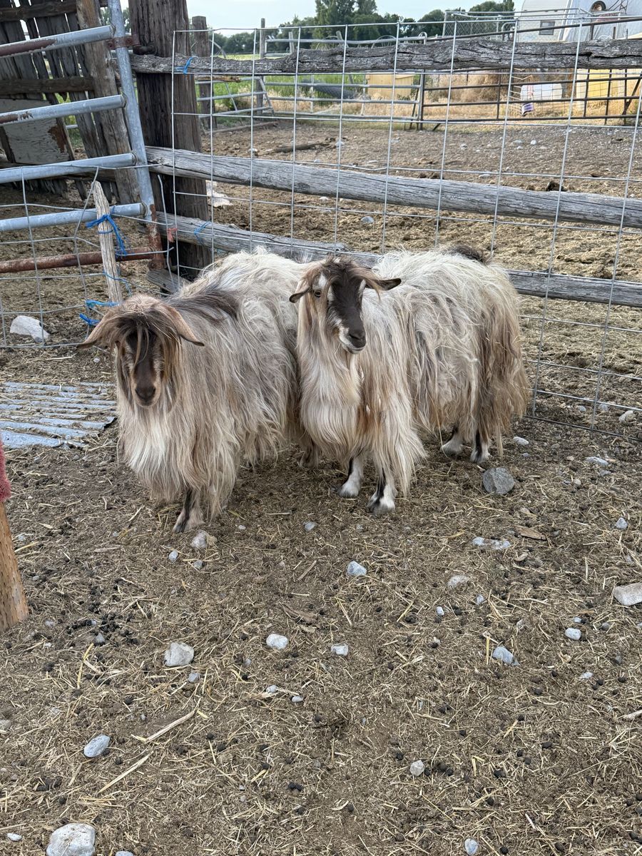 Goats